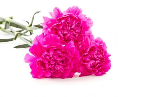 Eco-friendly packaging for fresh flower delivery