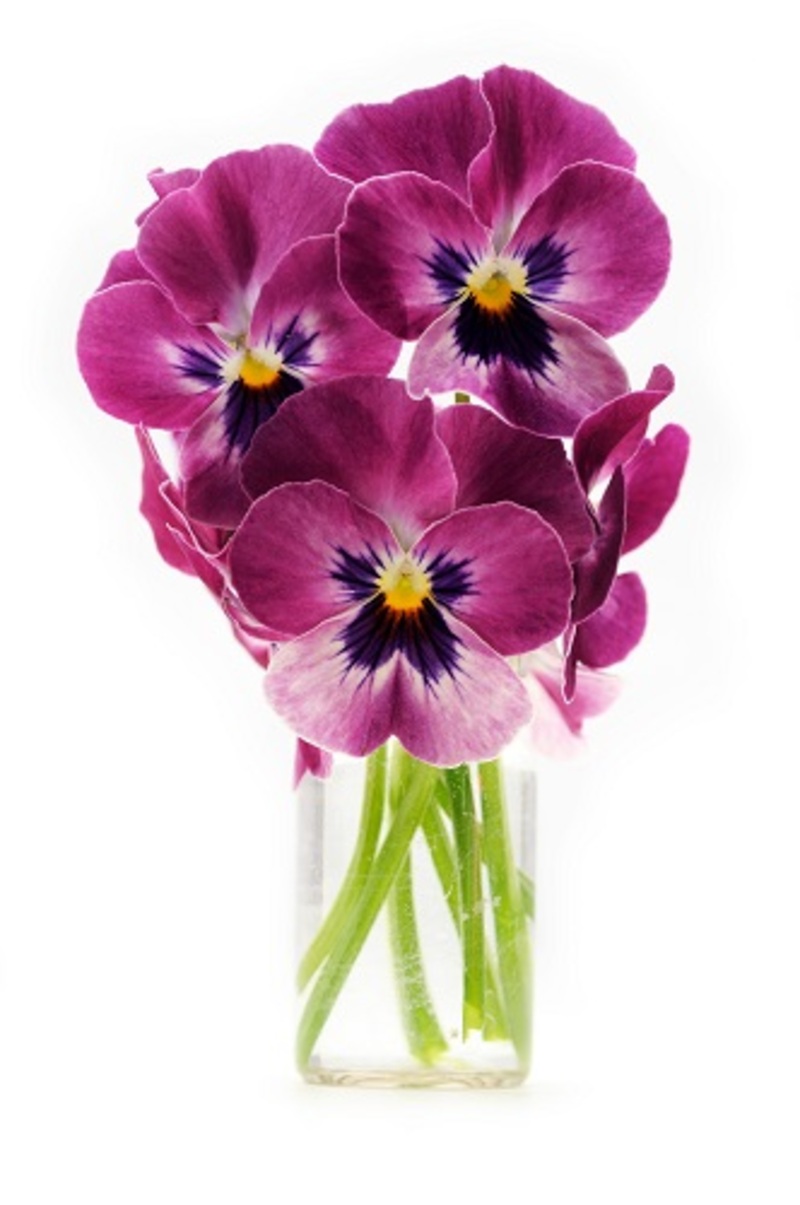 Flowers flowers  / dazzling flowers