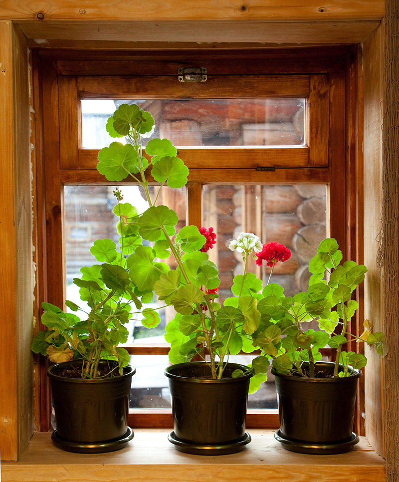 flower shops flower delivery