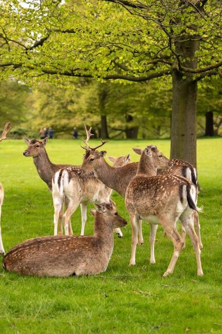 Delivery zones: Richmond Hill, Old Deer Park, Riverside