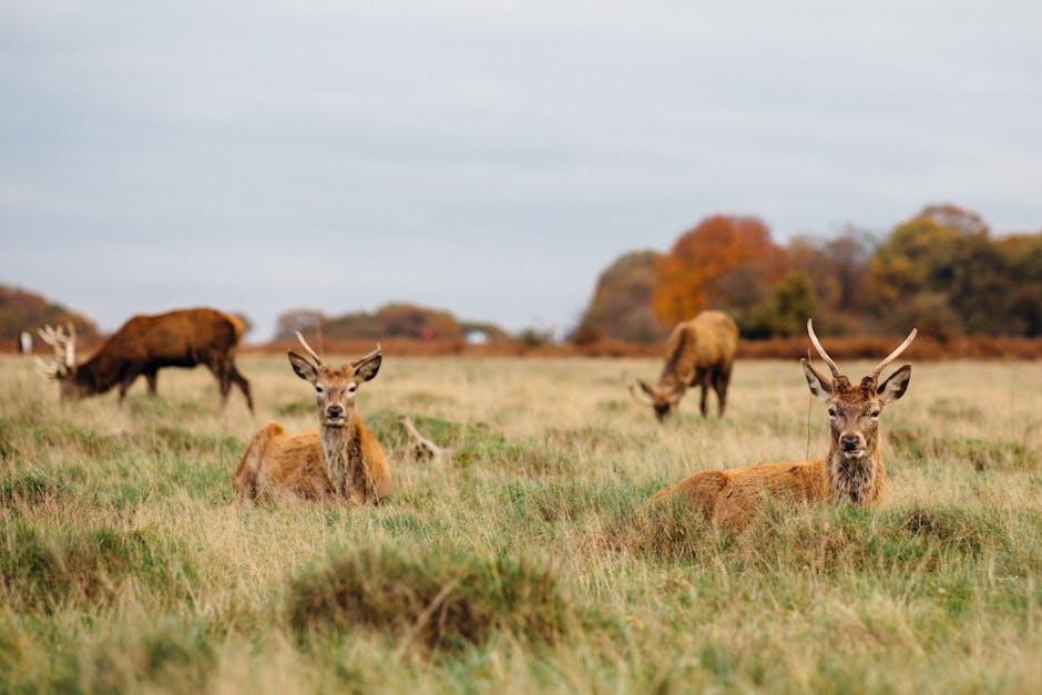 The image shows a group of five deer in a lush, green park setting with vibrant grass and leafy trees overhead. The deer vary in size, with some appearing as adults with antlers and others as younger
