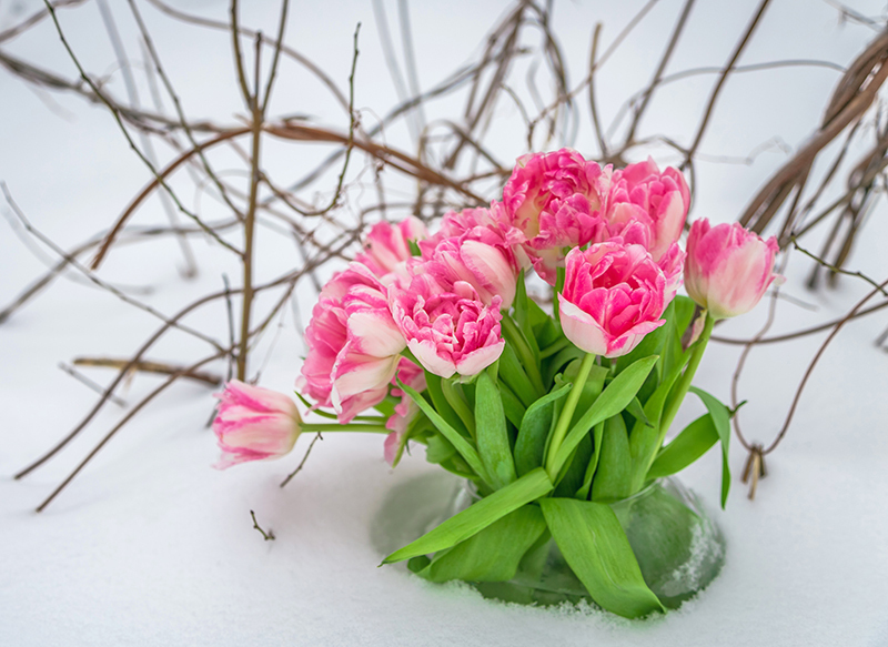 Twelve Flowers Known for Their Exceptional Longevity in Vases